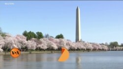 چیری کے درختوں پر پھول وقت سے پہلے کیوں کھلنے لگے؟