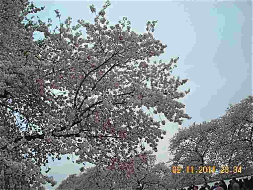 فستیوال شکوفه های گیلاس در واشنگتن ۲۰۱۱