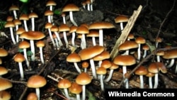 A hullucenogenic substance found in certain mushrooms appears to help with depression and anxiety among cancer patients.