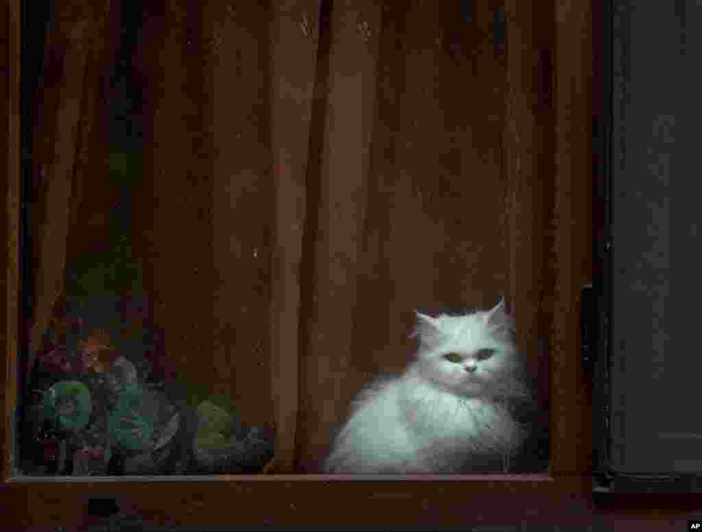 A cat watches from behind a dusty window of an apartment building in Bucharest, Romania.