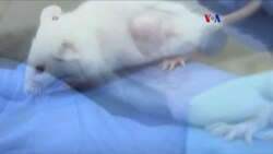 Ratones y quimioterapia