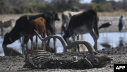 Cows drink water in one of the dry channels of the wildlife rich Okavango Delta near the Nxaraga village in the outskirt of Maun, Sept. 28, 2019.