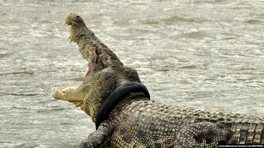 Buaya berkalung ban sepeda motor bekas di lehernya di sungai di Palu, Sulawesi Tengah, 20 September 2016. (Foto: Antara/Mohamad Hamzah via Reuters)