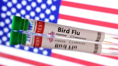 Quiz - How Serious is the Bird Flu Outbreak?