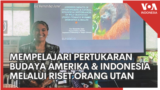 Mempelajari Pertukaran Budaya Amerika dan Indonesia, Melalui Riset Orang Utan