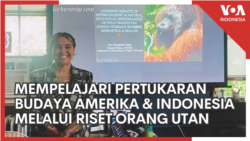 Mempelajari Pertukaran Budaya Amerika dan Indonesia, Melalui Riset Orang Utan