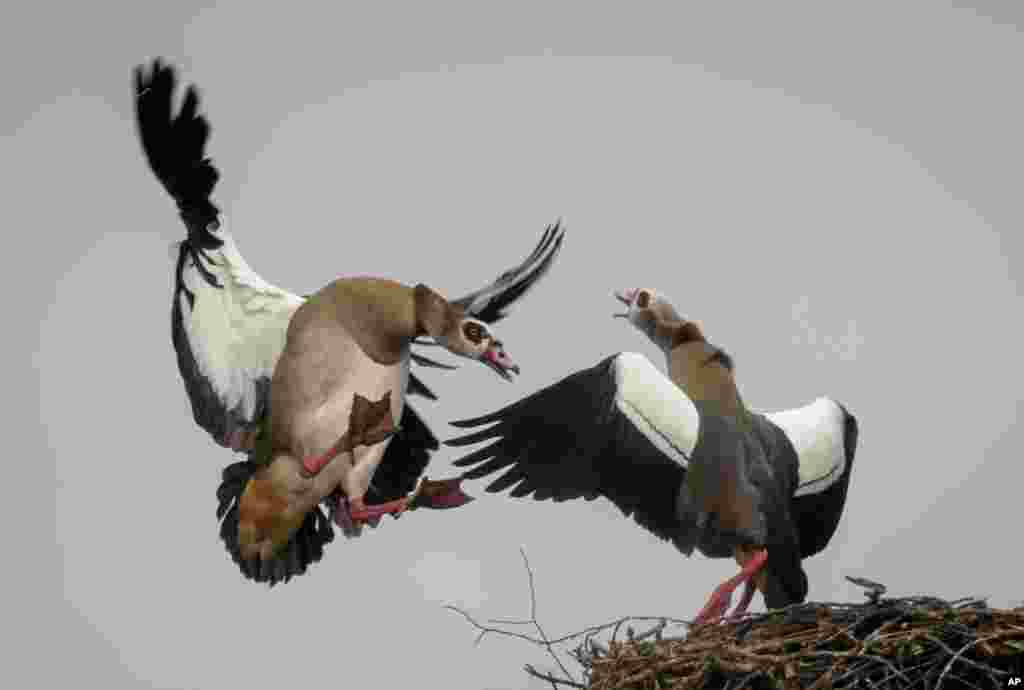 Egyptian geese occupy a stork nest after the storks migrated south, in Wehrheim, near Frankfurt, Germany.