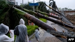 태풍 사올라의 영향으로 9월 2일 홍콩 거리의 나무가 쓰러져 있다.