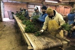 FILE - Workers sort Christmas tree seedlings at Hupp Farms in Silverton, Oregon, Dec. 5, 2019.