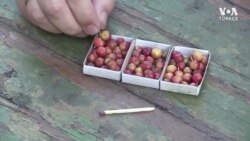 Kiraz Büyüklüğünde Elmalar