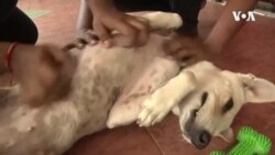 COVID-19 Affecting Household Pets