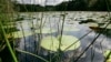 FILE - Lily pads rest on the surface of St. Moritz Pond, at the Blue Hills Reservation, in Quincy, Mass., Aug. 17, 2004. 