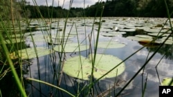 FILE - Lily pads rest on the surface of St. Moritz Pond, at the Blue Hills Reservation, in Quincy, Mass., Aug. 17, 2004. 