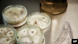 Нов метод за откривање на причинителот на шизофренијата