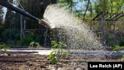 This undated photo shows water leaving a watering can in New Paltz, NY. (Lee Reich via AP)