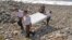 French police officers carry a piece of debris from a plane in Saint-Andre, Reunion Island, July 29, 2015.