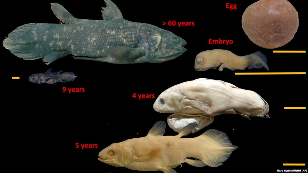 Gambar ini disediakan oleh Marc Herbin menunjukkan tahap perkembangan ikan coelacanth. "Fosil hidup", yang masih ada sejak zaman dinosaurus, dapat hidup selama 100 tahun, menurut sebuah penelitian yang dirilis dalam Current Biology edisi Kamis, 17 Juni 20