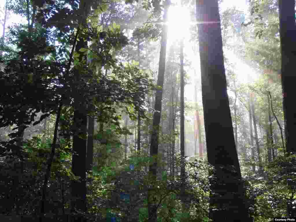 These mature trees near the experimental forest give a hint at what some of the trees will look like as they mature. (SERC)