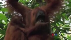 အော်ရန်ဂူတန်မျောက်တွေ မျိုးမတုံးရေး