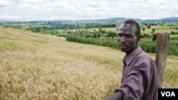 Experts say sub-Saharan Africa can be a major wheat producer. Credit: CIMMYT