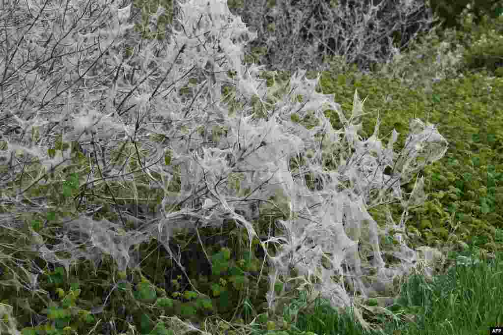 The branches of a tree are covered in the silk webbing of the Brown tail moth caterpillar in Portslade, Brighton, southern England.