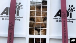 A former circus lion peers from inside a cage transporting it to South Africa, at the port of Callao, Peru, April 29, 2016. 