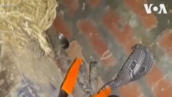 Giải cứu rắn bị mắc kẹt trong nhà ở miền bắc Ấn Độ