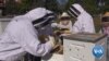 英语视频：养蜂帮助退伍军人应对压力和焦虑