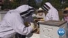 Beekeeping Helps Veterans Cope With Stress, Anxiety