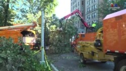 Անձնակազմերը մաքրում են ընկած ծառը Նյու Յորքի նահանգի Հարլեմ քաղաքի ճանապարհից՝ Իդա փոթորկից հետո