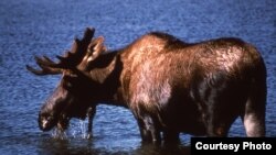 A moose (National Park Service).