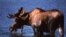 A moose (National Park Service).