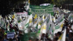 Intensa sequía en España afecta la producción de aceite de oliva