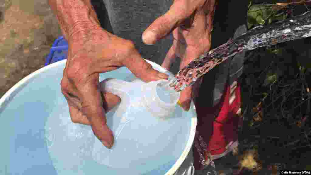 Residentes en Manatí, Puerto Rico, recogen agua de lluvia para aliviar la ausencia de agua potable y electricidad tras el paso del huracán María. (VOA/Celia Mendoza) &nbsp;