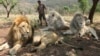 Un braconnier présumé dévoré par des lions en Afrique du Sud