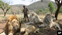 FILE: Kevin Richardson, a.k.a. the Lion Whisperer sprays his lions with water and citronella in their enclosure at the Kingdom of the White Lion park in Broederstroom, near Johannesburg, South Africa. Photo taken 10.11.2010