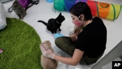 Aziah Sajerstein works as a volunteer at the Cat Cafe South Beach. She wears a protective face mask and gloves as she pets a cat named Teddy during the coronavirus pandemic, July 29, 2020, Miami Beach, Florida.