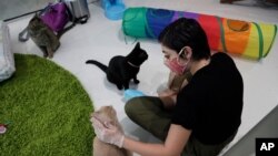 ນາງ Aziah Sajerstein ທີ່ເຮັດວຽກອາສາສະໝັກຢູ່ຮ້ານກາເຟ Cat Cafe South Beach ໃສ່ໜ້າກາກປິດປາກແລະຊົບມືຂະນະທີ່ລາວລູບຫົວແມວຂອງລາວຢູ່ໃນໄລຍະທີ່ມີການລະບາດຢ່າງໜັກຂອງໄວຣັສໂຄໂຣນາໃນວັນທີ 29 ກໍລະກົດ, 2020 ໃນເຂດຫາດຊາຍ Miami, ລັດຟລໍຣິດາ 