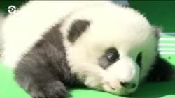 Настоящее Время. Америка – 28 сентября 2018