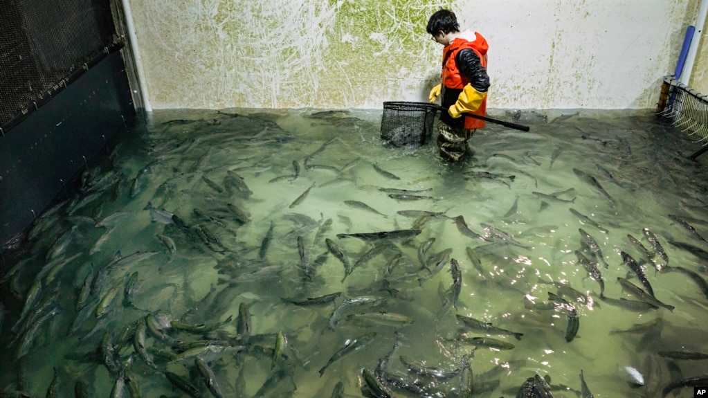 Stephen Zicari, an employee of Local Coho salmon fish farm in Auburn, N.Y., nets fish from one of the farm's tanks Friday, Jan. 24, 2025, that will be donated to the Food Bank of Central New York. (AP Photo/Craig Ruttle)