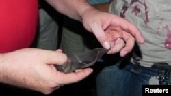 Lesser long-nosed bat captured during a citizen science research project is pictured in southern Arizona in this undated handout photo. (David Wahl/USFWS)