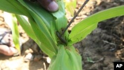 FILE - A farmer inspects a plant to reveal an armyworm he found feeding on his maize crop at a farm on the outskirts of Harare, Tuesday, Feb. 14, 2017. A farmers' group in South Sudan's Imotong state says it has found a way to combat the dreaded fall arm