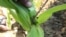 FILE - A farmer inspects a plant to reveal an armyworm feeding on his maize crop at a farm on the outskirts of Harare, Zimbabwe, Feb. 14, 2017.