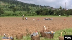 Penggunaan pestisida berlebihan oleh petani di Jawa Tengah. (VOA/Nurhadi Sucahyo)