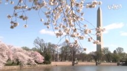 疫情周年华盛顿樱花引游人驻足