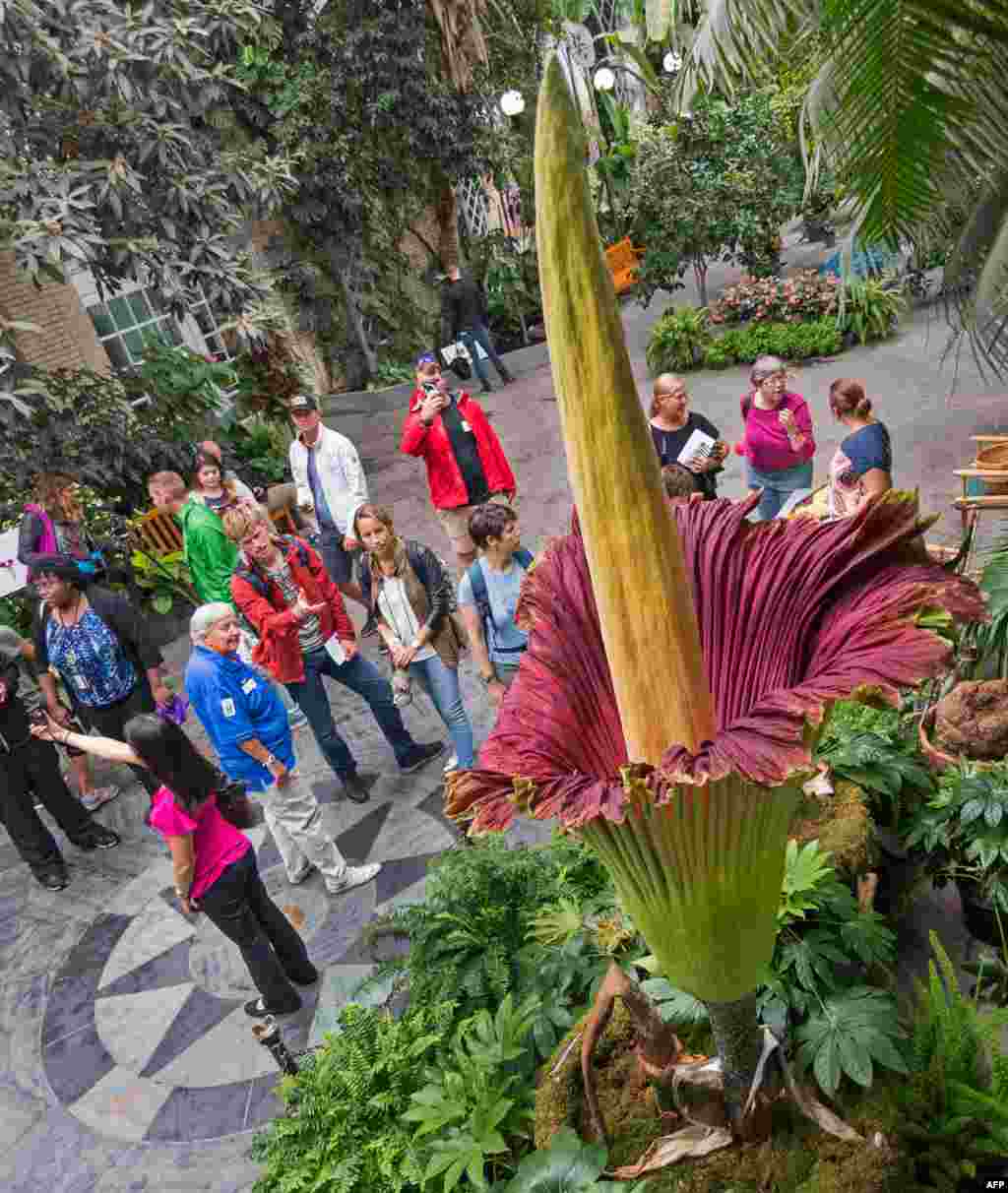 ភ្ញៀវទេសចរ​កំពុង​មើល​ផ្កា​ Corpse Flower (Titan Arum) ដែល​កំពុង​រីក​ហើយ​មាន​កម្ពស់២៥២.៧​សង់ទីម៉ែត្រ​នៅ​សួន​ផ្កា Botanical Garden ក្នុង​រដ្ឋធានី​វ៉ាស៊ីនតោន​កាលពី​ថ្ងៃទី២៩ សីហា ២០១៧។