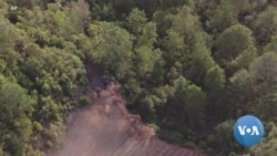 Roaming Herd of Elephants Continue Journey through SW China 