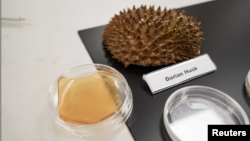 Durian husk and petri dish containing cellulose hydrogel sheet made out of durian husk with yeast phenolics are seen in Singapore September 16, 2021. (REUTERS/Lee Ying Shan)