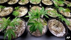 FILE - Marijuana plants stand under grow lamps at a production and processing facility in Arlington, Washington, Jan. 13, 2015.
