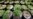 Washington State to Increase Testing Pot for Pesticides